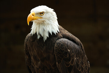Aigle pêcheur gros plan