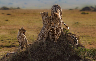 Cheetah and cubs in Africa  - obrazy, fototapety, plakaty