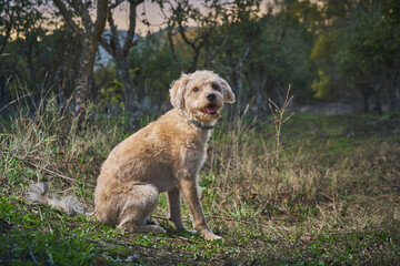 mixed breed dog sitting