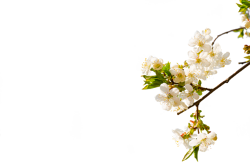 Botany White cherry blossom flowers PNG Form 