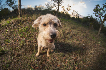 fisheye portrait of mixed breed dog