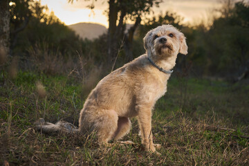 portrait of mixed breed dog