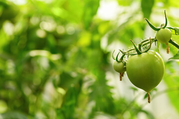 Green tomatoes hang in a greenhouse in the garden. The harvest in the fall