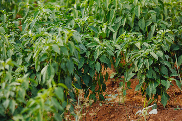 Chili pepper Turkey grows on green branch, plantation of vegetables in greenhouse