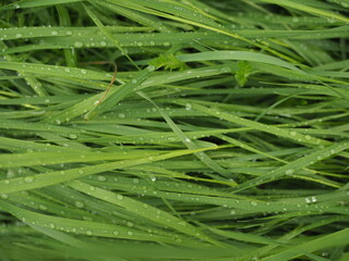 Fototapeta premium grass with dew drops