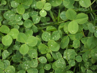 clover with dew