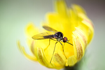 Mosquito on a flower