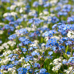 Blue and white small early spring wild flowers