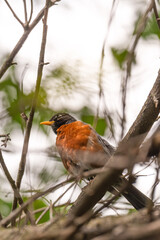 Looking up at an American Robin (Turdus migratorius) perched in a tree