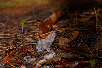 A Northern short-tailed shrew (Blarina brevicauda) searching for food in Michigan, USA.
