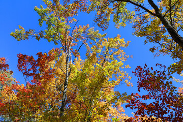 North america fall landscape trees from the bottom eastern townships Granby Quebec province Canada