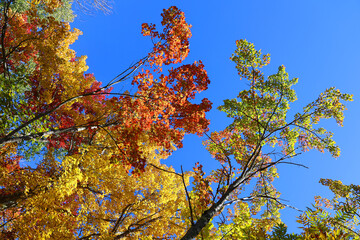 North america fall landscape trees from the bottom eastern townships Granby Quebec province Canada