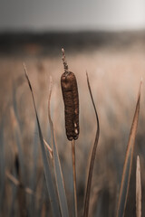 Lesser bulrush or  narrowleaf cattail, Typha angustifolia, in Wrocław, Poland