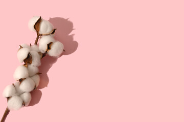 White branch of cotton on a pink background. natural plant.