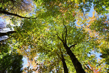 North america fall landscape trees from the bottom eastern townships Granby Quebec province Canada