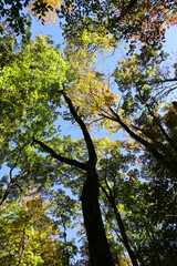 North america fall landscape trees from the bottom eastern townships Granby Quebec province Canada