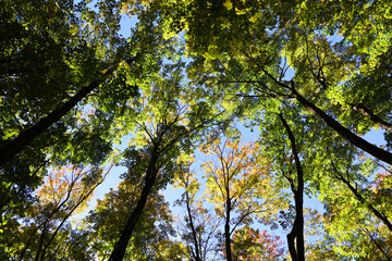 North america fall landscape trees from the bottom eastern townships Granby Quebec province Canada