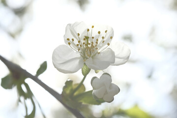 White flowers bloomed on the cherry branches.