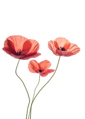 Obraz premium Bouquet of red poppies isolated on white background.