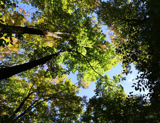 North america fall landscape trees from the bottom eastern townships Granby Quebec province Canada