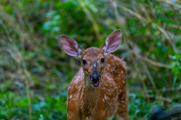 A white tailed deer (Odocoileus virginianus) fawn in a forest in Michigan. 