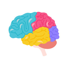 Structure of human brain schematic vector illustration. Medical science educational illustration