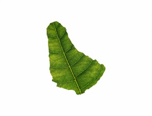 3d rendering of Barbados map made of green leaf isolated on white background