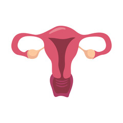 Human anatomy Female reproductive system, female reproductive organs. Organs location scheme uterus, cervix, ovary, fallopian tube icon. Vector illustration.
