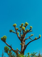 Vertical shot of a tree with green foliage against a blue sky