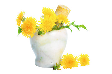 Fresh yellow Dandelions in the marble mortar isolated on a transparent background