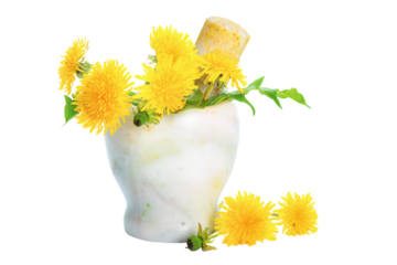 Fresh yellow Dandelions in the marble mortar isolated on a transparent background