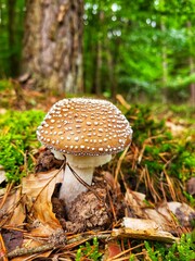 Pilz im Wald