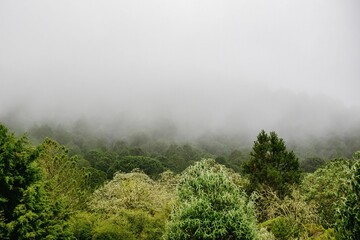 Fototapeta na wymiar Field full of green trees with fog under a cloudy gray sky