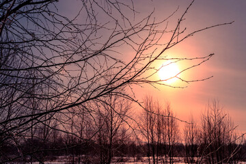 Obraz premium Birch branches in hoarfrost at winter sunny morning.