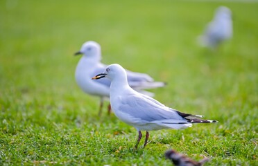 Closeup shot of two seagulls sitting on a green lawn on a blurred background