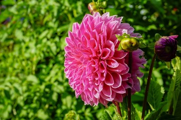 Closeup shot of pink dahlia on a blurred background of green leaves