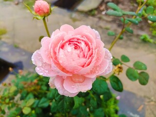 Beautiful pink rose with water drops