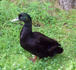 Swedish Blue or Blue Swedish is a Swedish breed of domestic duck. It emerged during the nineteenth century in what was then Swedish Pomerania