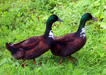 Swedish Blue or Blue Swedish is a Swedish breed of domestic duck. It emerged during the nineteenth...