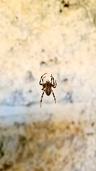 Vertical selective focus shot of a spider