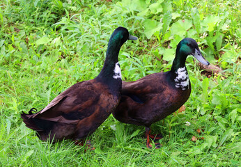 Swedish Blue or Blue Swedish is a Swedish breed of domestic duck. It emerged during the nineteenth century in what was then Swedish Pomerania
