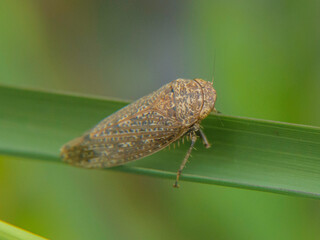 Planthopper