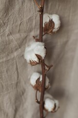 Closeup shot of natural cotton plants on linen textile background
