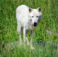 Arctic Wolf or Polar White Wolf, is a subspecies of the Gray Wolf, a mammal of the family Canidae. Arctic Wolves inhabit the Canadian Arctic, Alaska and  Greenland.