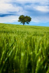 Lonely tree in the middle of wheat field