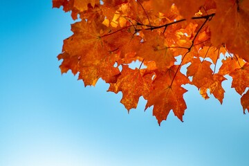 Scenic view of beautiful autumn leaves on a tree branch against a bright blue sky