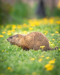 Vertical shot of a cute groundhog (Marmota monax) also known as woodchuck on grass