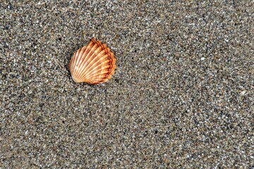 Pebbles and shell on the shore in the beach