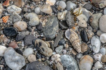 Pebbles and shell on the shore in the beach