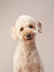 curly little poodle on a beige background. Portrait of a happy pet in the studio